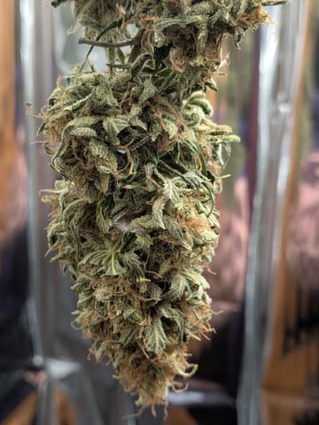 Zkittlez (Auto) — harvest, day 123