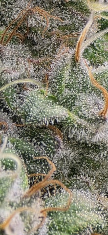 Maple Nectar  — flower, day 89