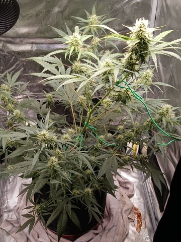 black gorilla feminized — flower, day 5