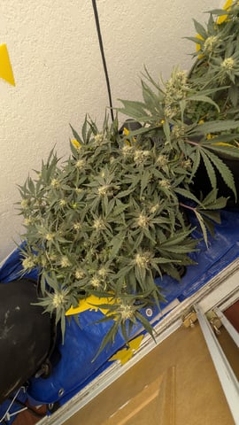 Double Smile And (Alien Vs Triangle X Strawberry Nuggets) — flower, day 55