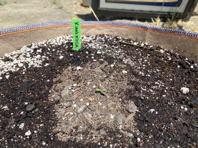Auto Grow #2 2026 — germination, day 6