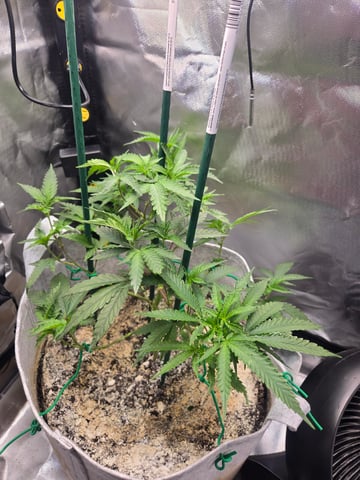 Looking for advice! — vegetative, day 41