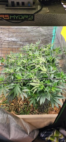 10G's — flower, day 52