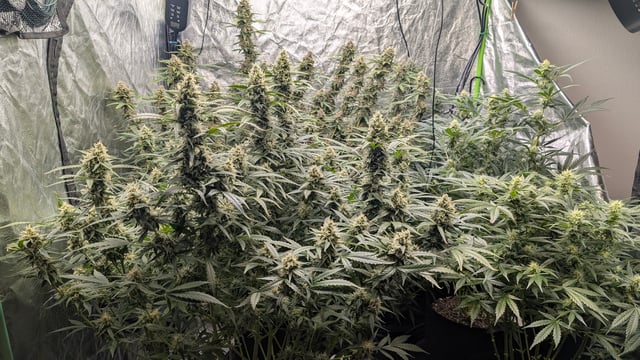 Strawberry Cheesecake Seedsman Seeds Autoflowers x2 — flower, day 81