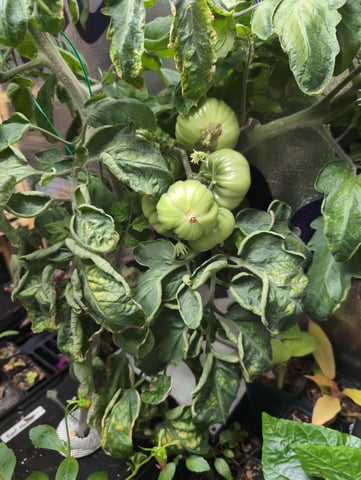 See what grows — vegetative, day 106