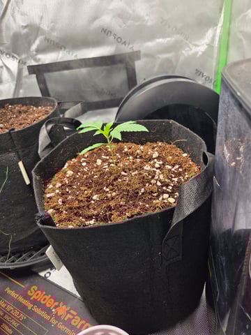 GG #4 — seedling_rooting, day 5