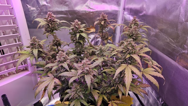 Amnesia Haze Run — vegetative, day 19