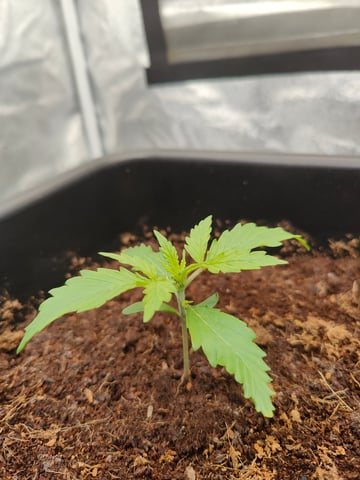 Fast Buds Gorilla Z auto — vegetative, day 14