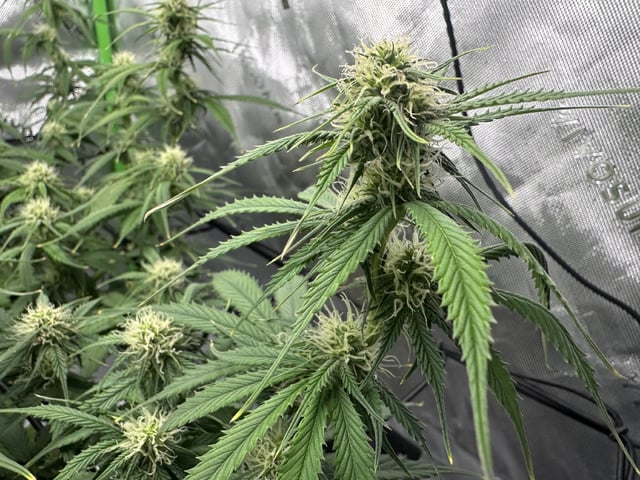 Pine (Auto) 2025 - 0 — flower, day 62