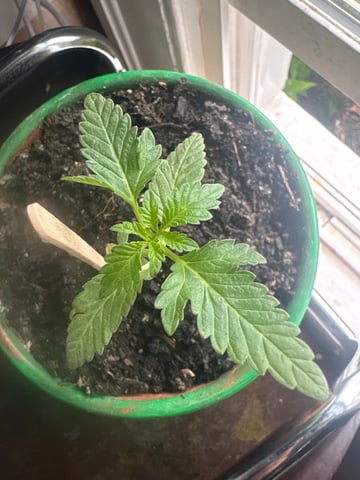 My First Grow — seedling_rooting, day 43