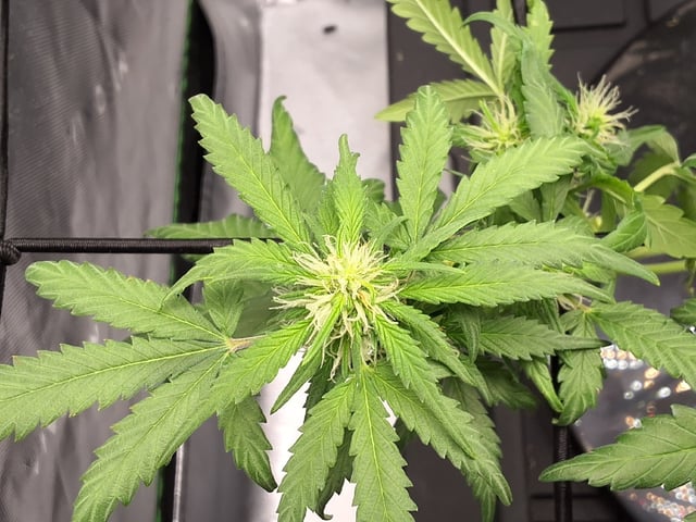 STELLA — flower, day 73