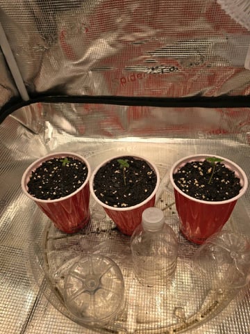  1 Blue Zushi x Venom & 1 Jack Here x Strawberry Cookies OG — seedling_rooting, day 5