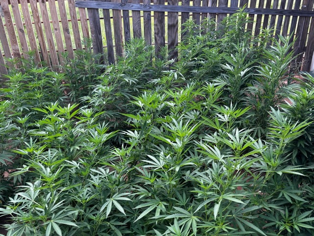 Outdoor Grow — flower, day 132