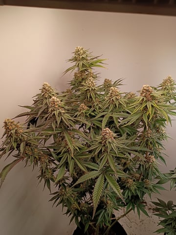 Lokie OG x Permanent Marker — flower, day 95