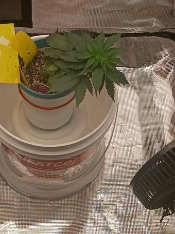 TentPlantLightFan — vegetative, day 31