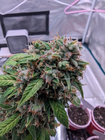 Strawberry Banana — flower, day 106