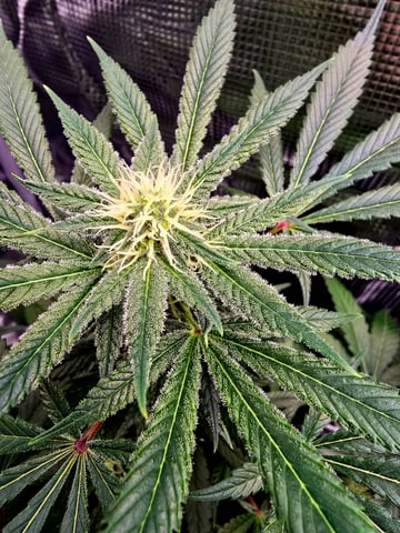 Dirty Bird - Thousand Island Fem & Platinum Kush Breath Remix x Grape Cakehead Fem Photo  — flower, day 81