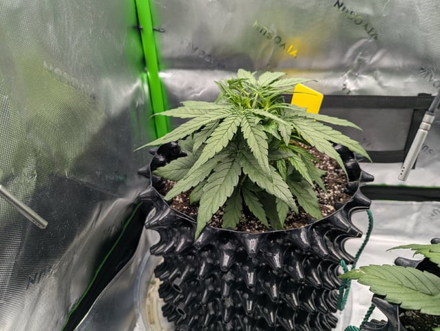 Titan F1 grow  — vegetative, day 30