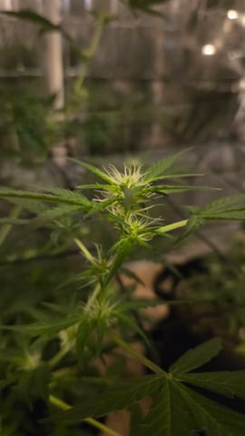 B2 — flower, day 60