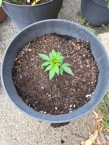 lemon drizz — vegetative, day 1