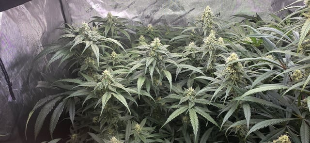 strawberry guava bx — flower, day 6