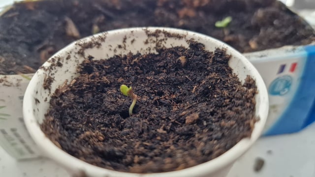 first plant — seedling_rooting, day 4