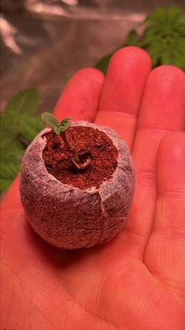 #1 momo (purple punch) — seedling_rooting, day 1