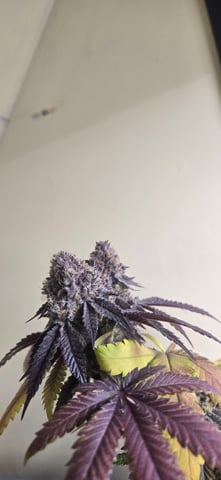 Looking for advice! — flower, day 101