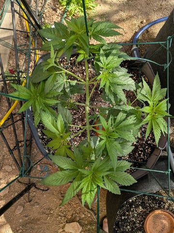 October Start — flower, day 60