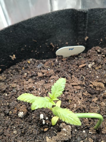 OG KUSH — seedling_rooting, day 12