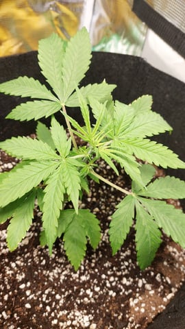 Two mystery buds — vegetative, day 5