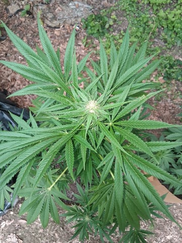 First Indoor Grow  — flower, day 96