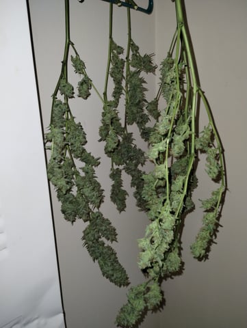 First grow — harvest, day 97