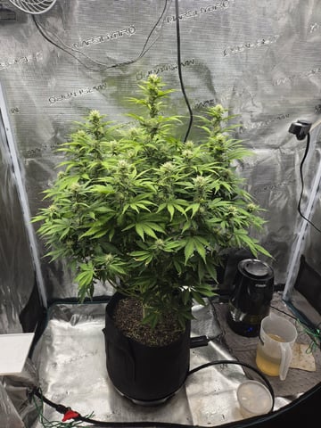 Super Skunk Auto  — flower, day 24