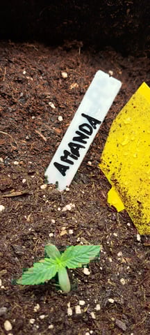First Grow with the new setup  — seedling_rooting, day 8