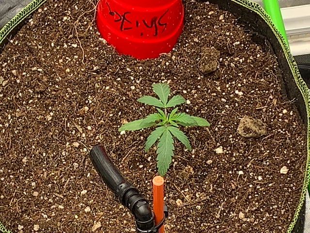 Six  — vegetative, day 20