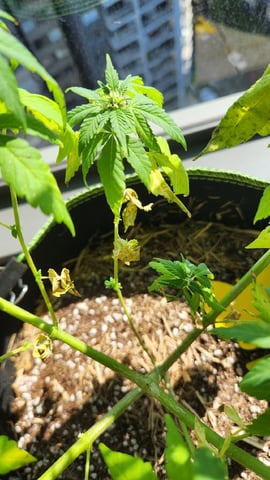 Royal Highness — flower, day 84