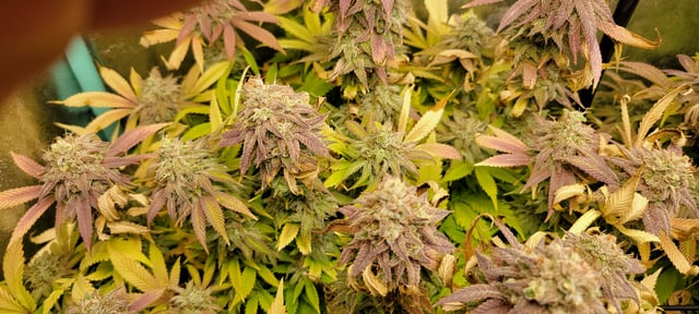 $chooners Grow — flower, day 45