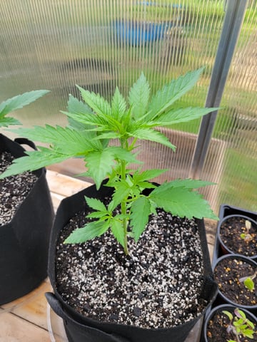 Watermelon Auto — vegetative, day 25