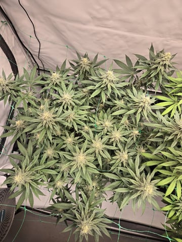 Zoap & Mimosa x OrangePunch — flower, day 106
