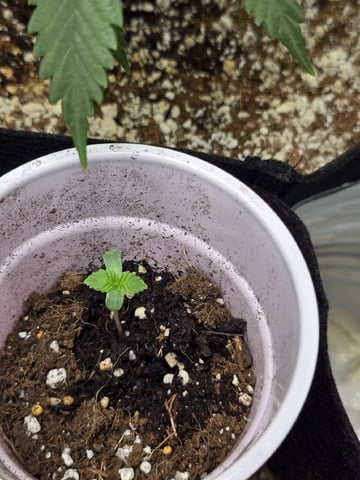 Indoor — seedling_rooting, day 43