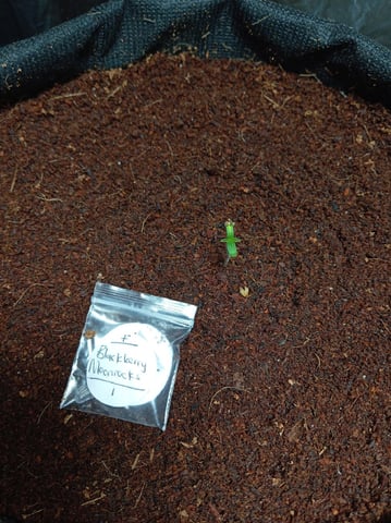 Blackberry Moonrocks  — seedling_rooting, day 7