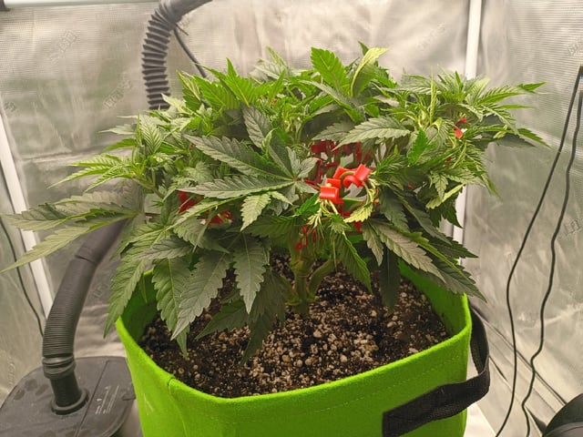 FastBuds Photo-Lemon Mandarin  — vegetative, day 60