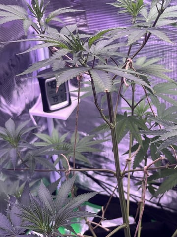 Kalini Asia Auto  — vegetative, day 5