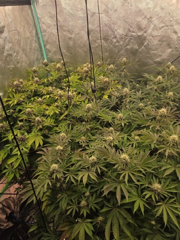 Relentless Genetics Trop Cherry S1 — flower, day 53