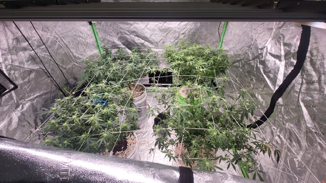 1st grow indoors(cardboard box to 2x2x4 to 5x5x6) — flower, day 100