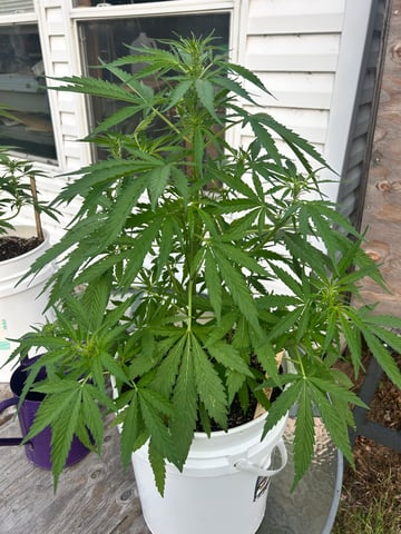 First ever grow — flower, day 59