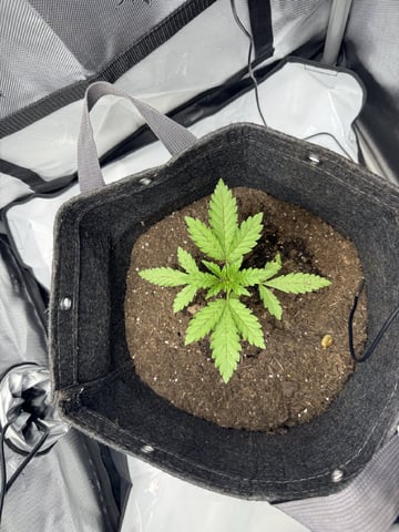 Random Seed — vegetative, day 14