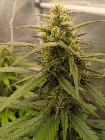 FastBuds-Auto Mix Pack-Quad Mystery — flower, day 47