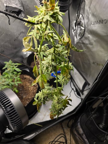 Durban Poison — harvest, day 100